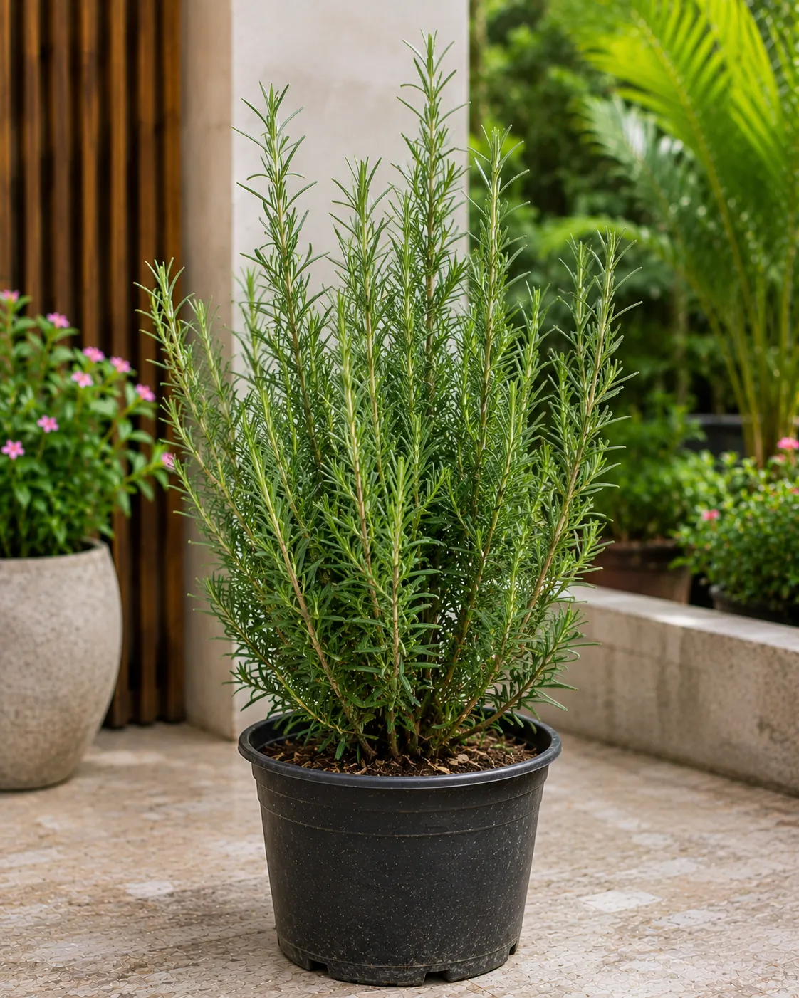 Rose Mery Plant